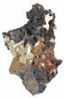 Vanadinite Crystals on ManganeseOxide - Morocco #38486-1
